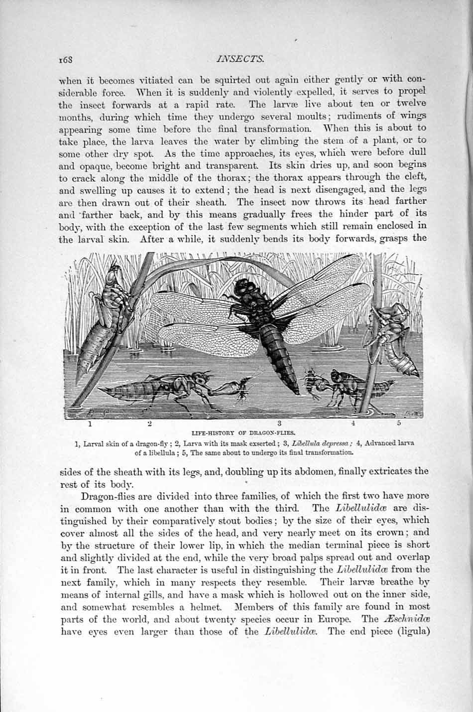 Original Old Antique Print Natural History 1896 Dragon-Flies Insects Larva Mask