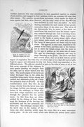 Original Old Antique Print Natural History 1896 Common May Fly Insects Subimago
