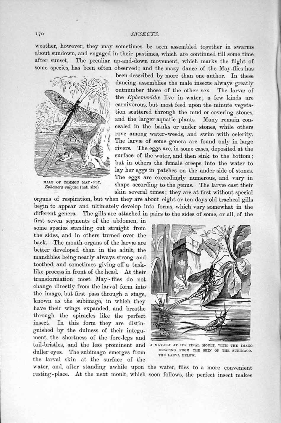 Original Old Antique Print Natural History 1896 Common May Fly Insects Subimago