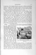 Original Old Antique Print Natural History 1896 Common Stone-Fly Larva Insect
