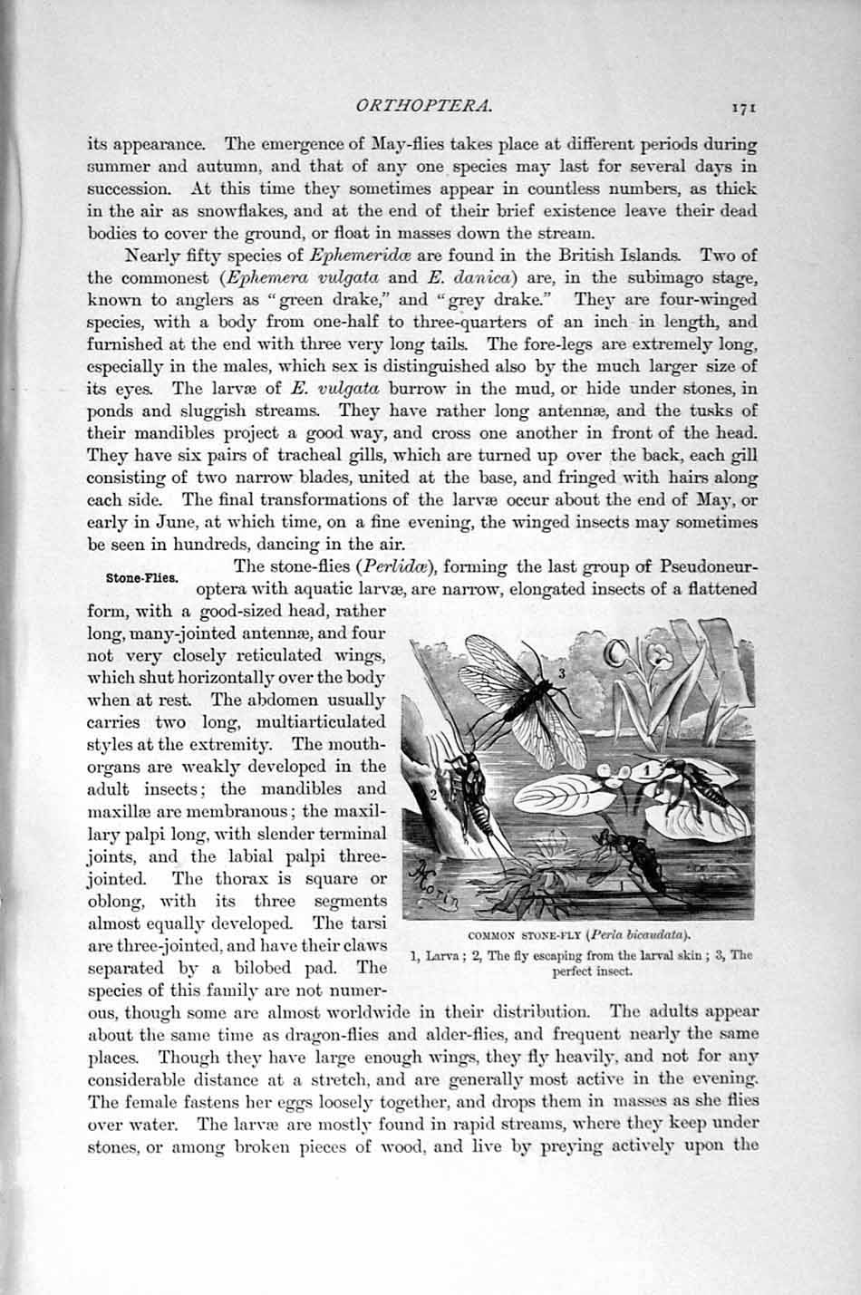 Original Old Antique Print Natural History 1896 Common Stone-Fly Larva Insect