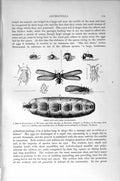Old Antique Print Natural History 1896 White Ants Orthoptera Termes Dirus 19th
