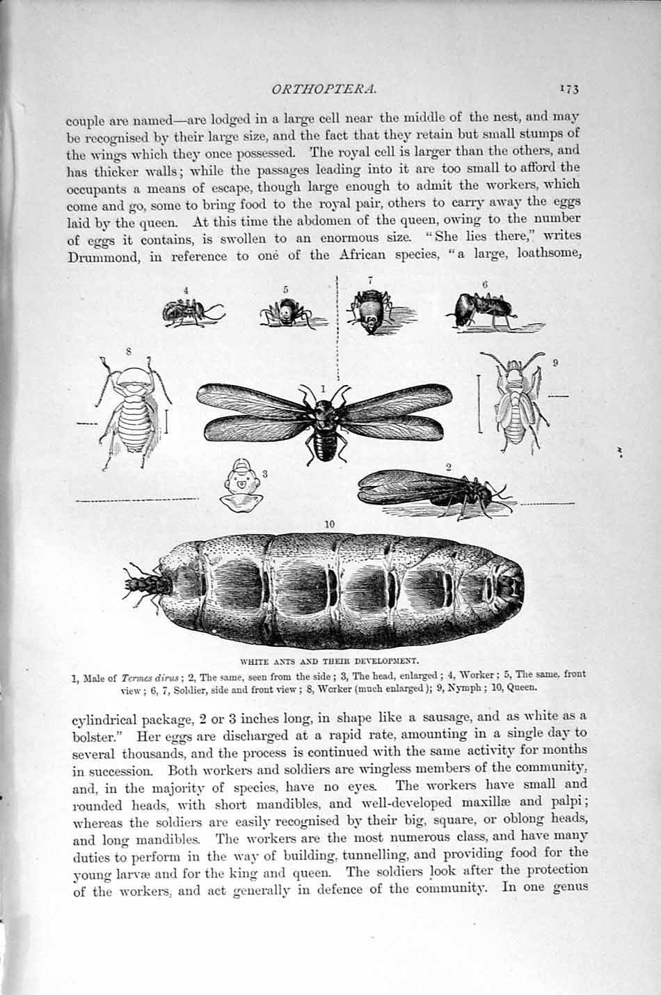 Old Antique Print Natural History 1896 White Ants Orthoptera Termes Dirus 19th