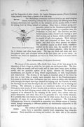 Original Old Antique Print Natural History 1896 Insects Psocus Lineatus 19th