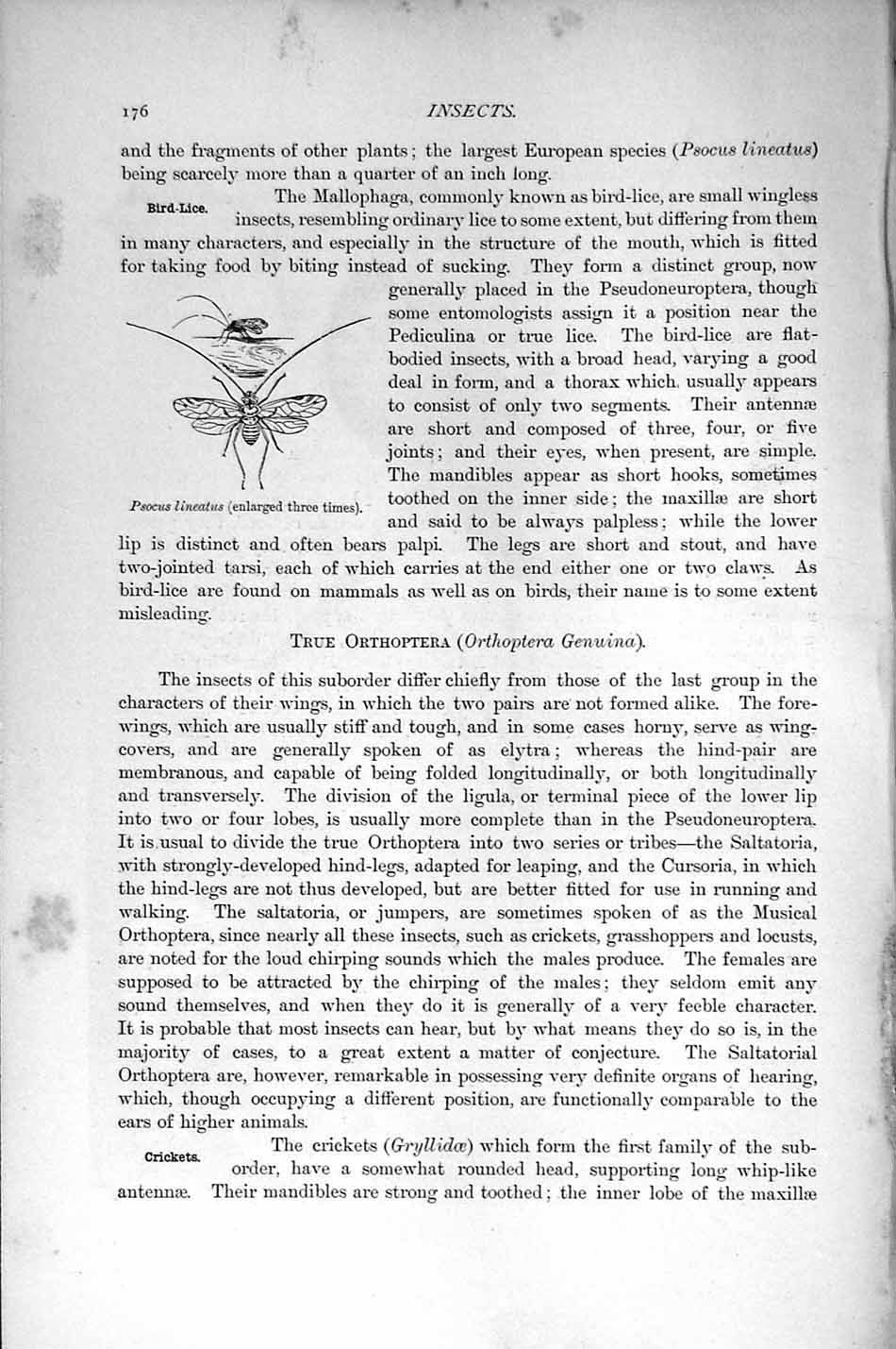 Original Old Antique Print Natural History 1896 Insects Psocus Lineatus 19th