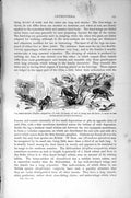 Old Antique Print Natural History 1896 Mole-Cricket Insects Field-Cricket 19th