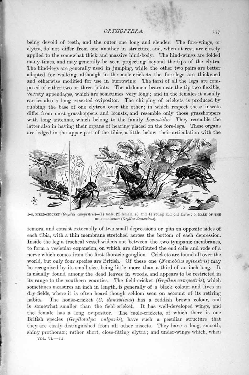 Old Antique Print Natural History 1896 Mole-Cricket Insects Field-Cricket 19th