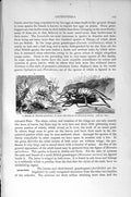 Original Old Antique Print Natural History 1896 Orthoptera Spinulosus Meconema