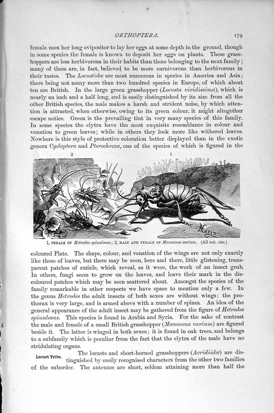 Original Old Antique Print Natural History 1896 Orthoptera Spinulosus Meconema