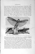 Original Old Antique Print Natural History 1896 Locust Europe Larvae Insects