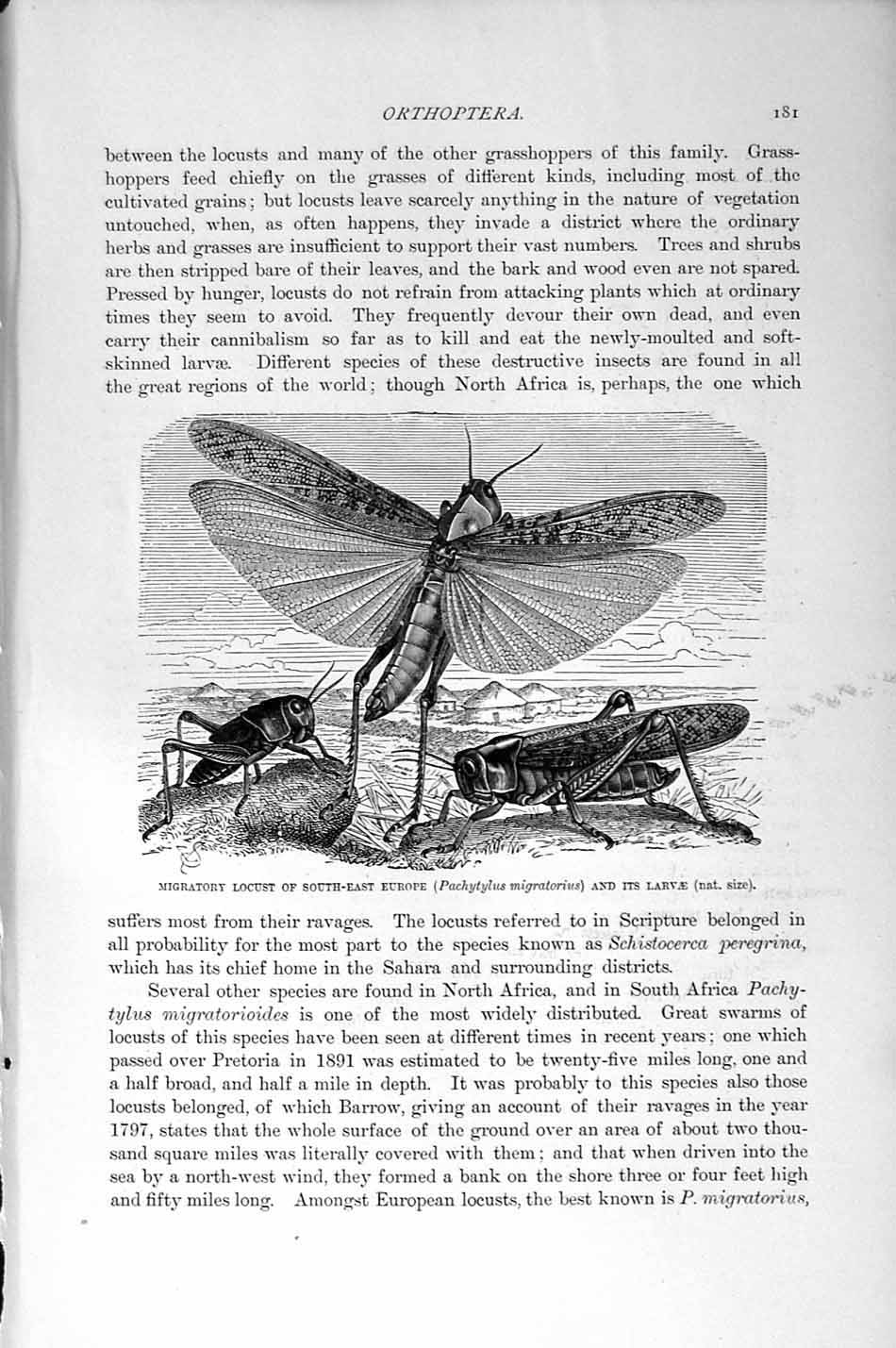 Original Old Antique Print Natural History 1896 Locust Europe Larvae Insects