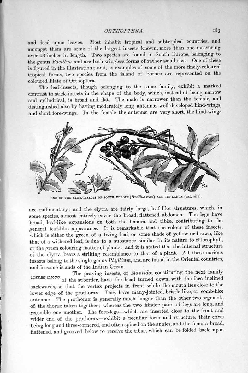 Original Old Antique Print Natural History 1896 Stick-Insect Larva Fly Praying