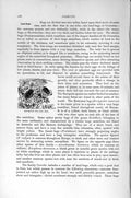 Original Old Antique Print Natural History 1896 Hottentot Bug Insects Victorian