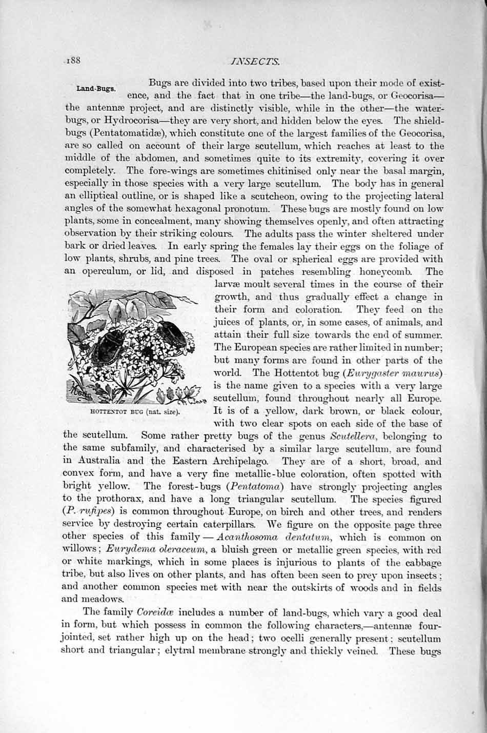 Original Old Antique Print Natural History 1896 Hottentot Bug Insects Victorian