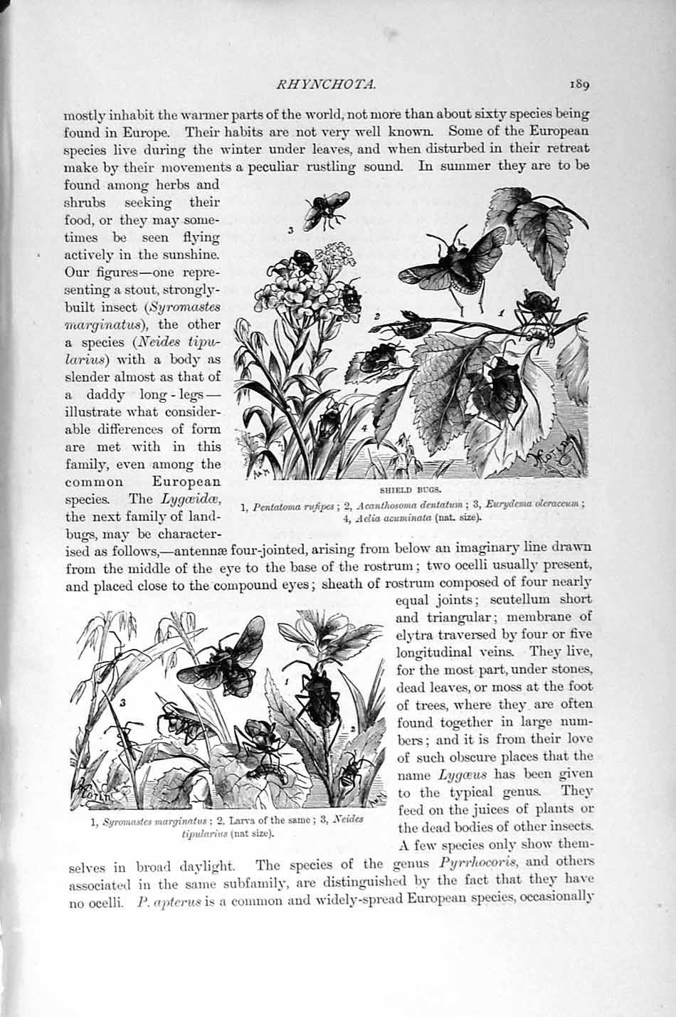 Old Antique Print Natural History 1896 Shield Bugs Larva Insects Apterus 19th