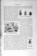 Old Antique Print Natural History 1896 British Water-Bugs Insects Tingis 19th
