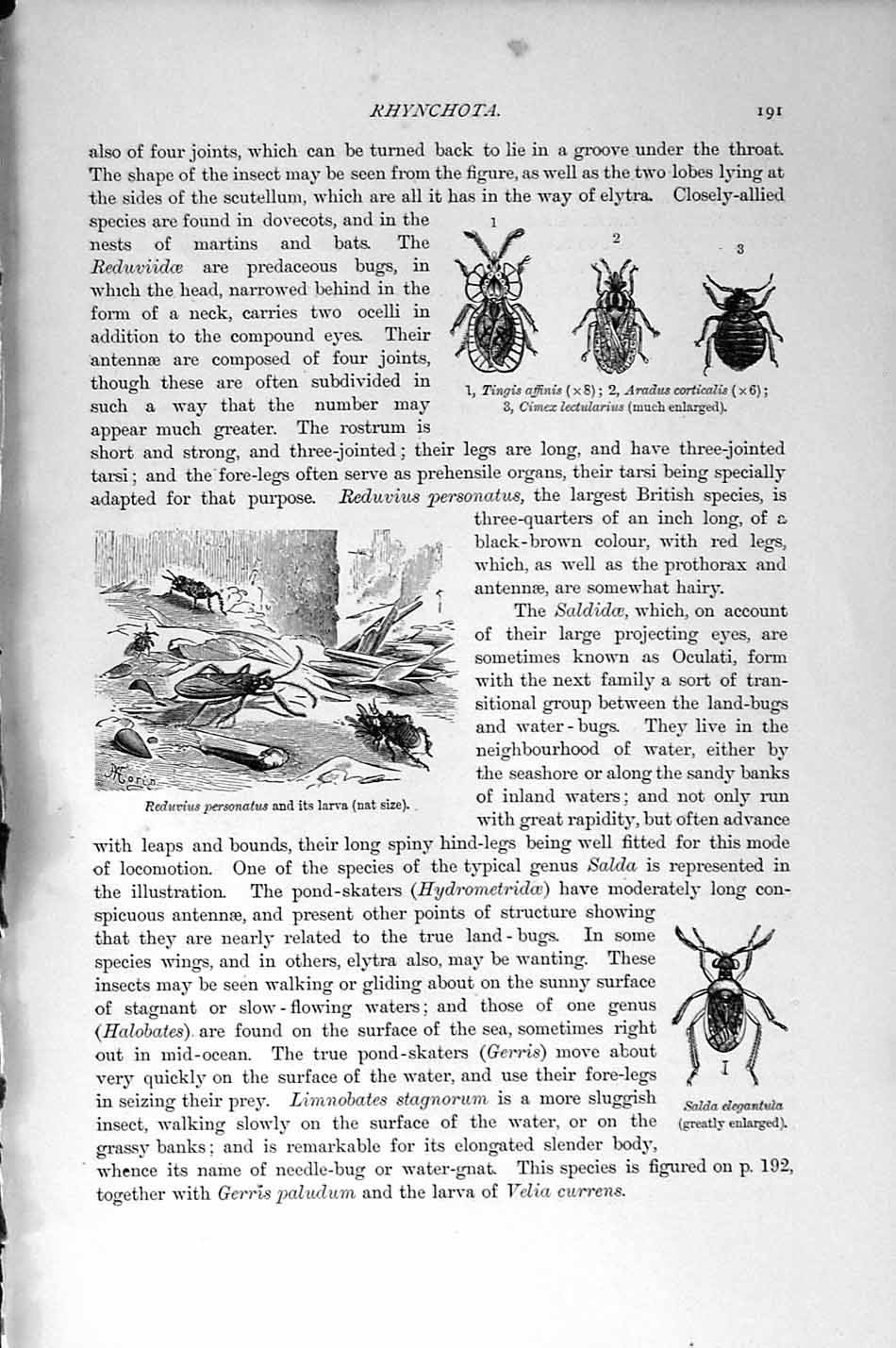 Old Antique Print Natural History 1896 British Water-Bugs Insects Tingis 19th