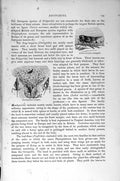 Original Old Antique Print Insects Ladra Aurita Natural History 1896 Rhynchota