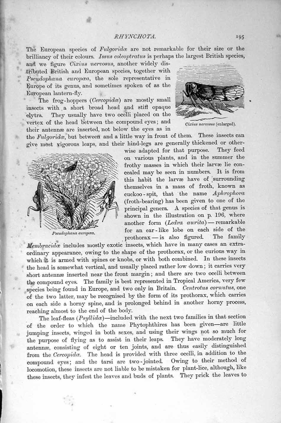 Original Old Antique Print Insects Ladra Aurita Natural History 1896 Rhynchota