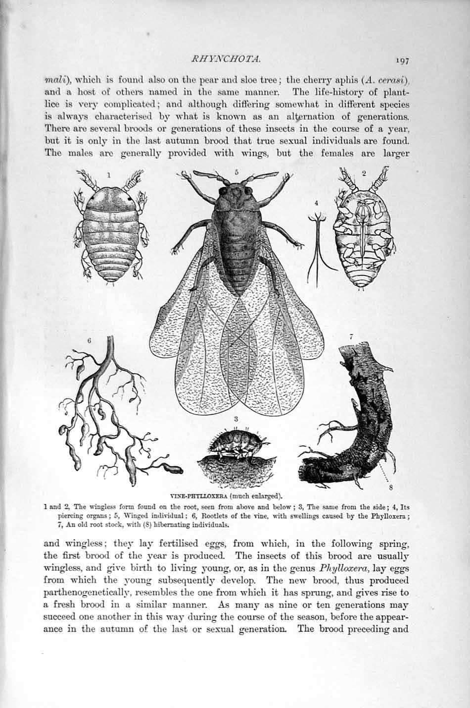 Old Antique Print Natural History 1896 Vine-Phylloxera Insects Rhynchota 19th