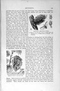 Old Antique Print Natural History 1896 Spruce-Gall Aphid Rhynchota Insect 19th