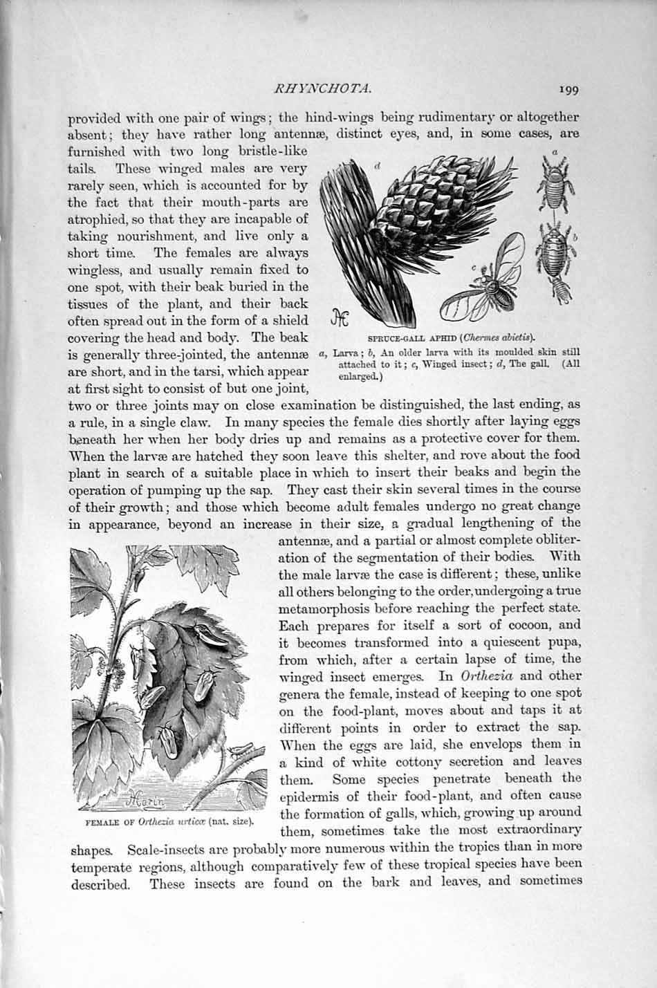 Old Antique Print Natural History 1896 Spruce-Gall Aphid Rhynchota Insect 19th
