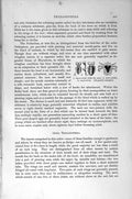 Old Antique Print Natural History 1896 Insects Corn-Thrips Head-Louse Egg 19th