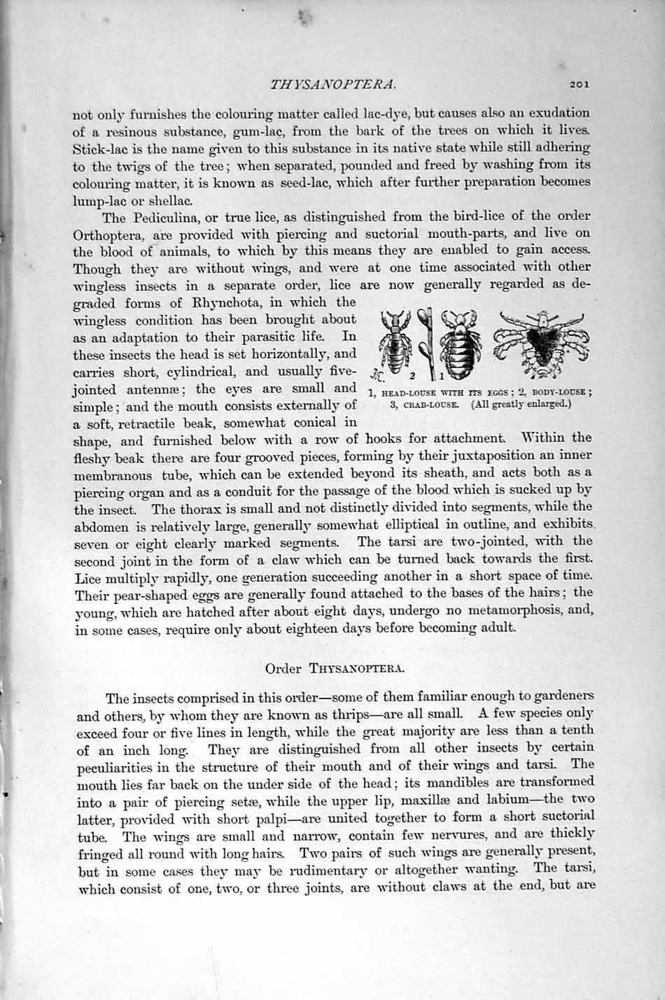 Old Antique Print Natural History 1896 Insects Corn-Thrips Head-Louse Egg 19th