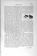 Original Old Antique Print Natural History 1896 Thysanoptera Desoria Glacialis