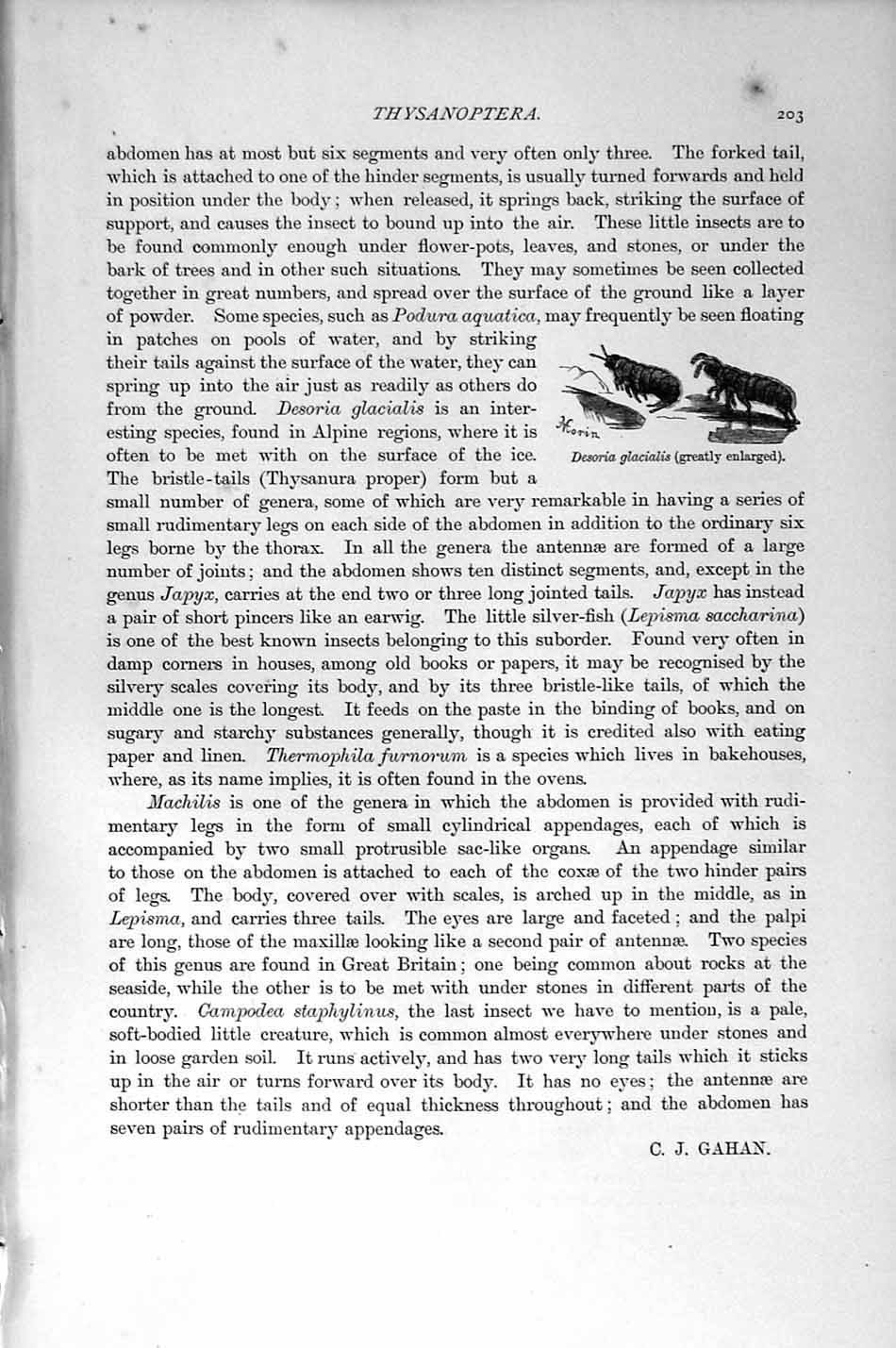 Original Old Antique Print Natural History 1896 Thysanoptera Desoria Glacialis