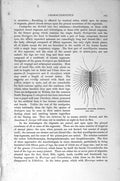Original Old Antique Print Natural History 1896 Black-Banded Centipede English