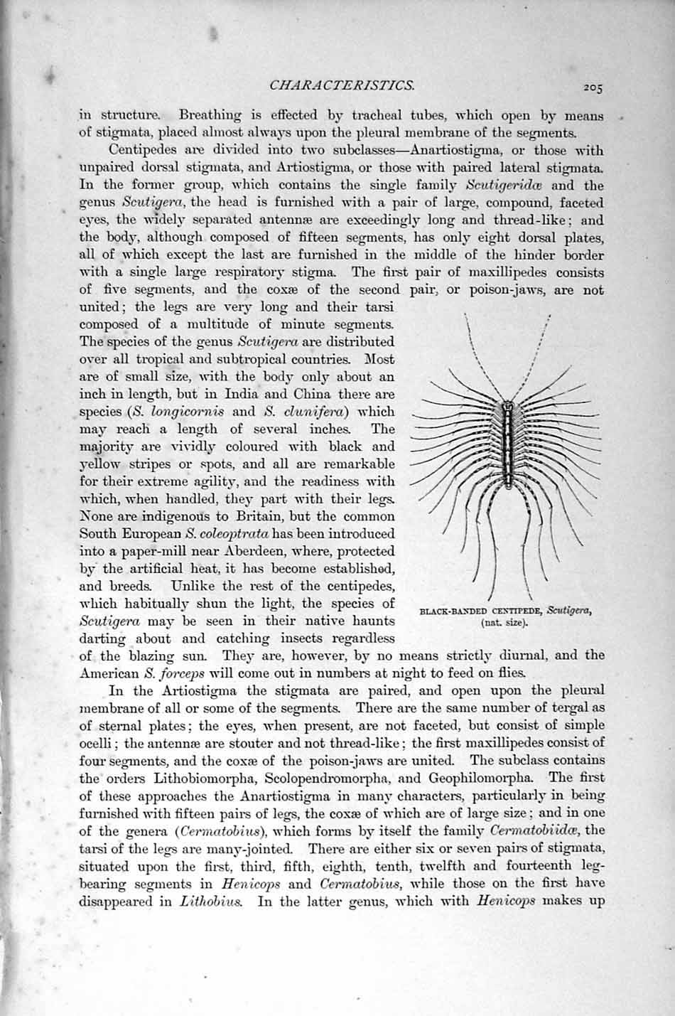 Original Old Antique Print Natural History 1896 Black-Banded Centipede English