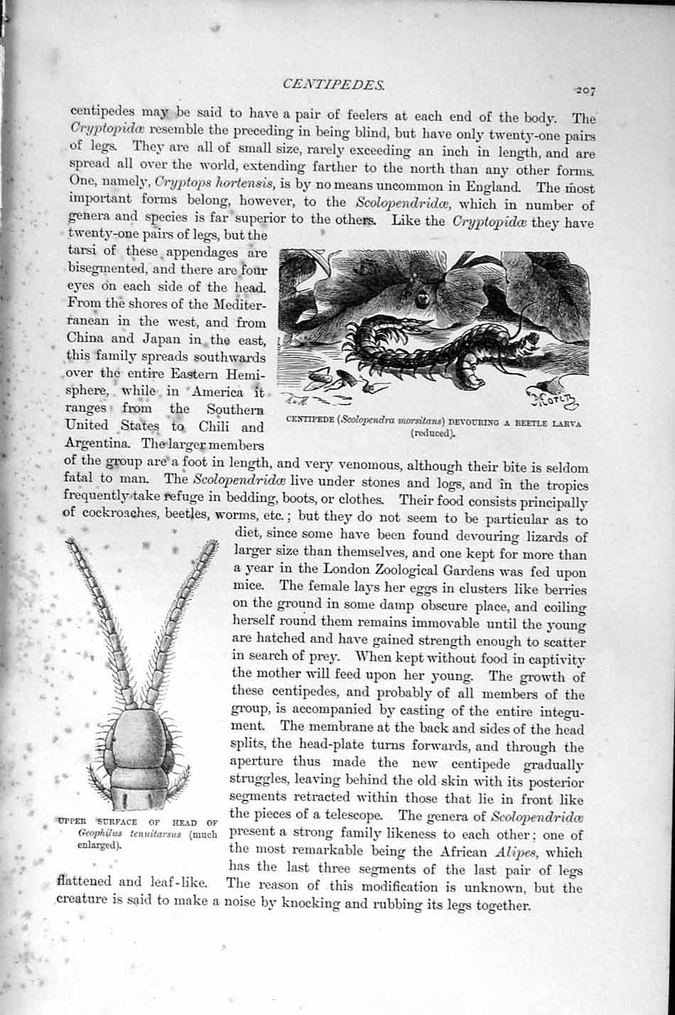 Original Old Antique Print Natural History 1896 Centipede Geophilus Earth-Worm