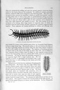 Old Antique Print Sumatran Millipede Natural History 1896 Sumatran Insect 19th