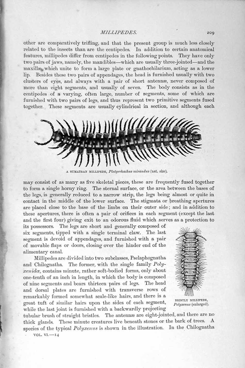 Old Antique Print Sumatran Millipede Natural History 1896 Sumatran Insect 19th
