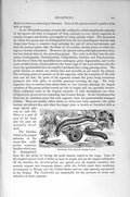 Old Antique Print Natural History 1896 Millipede Flat Polysesmus Insect 19th