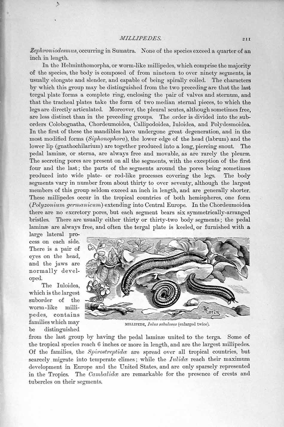 Old Antique Print Natural History 1896 Millipede Flat Polysesmus Insect 19th