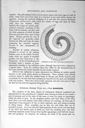 Original Old Antique Print Natural History 1896 Millipede Genus Celebes 19th
