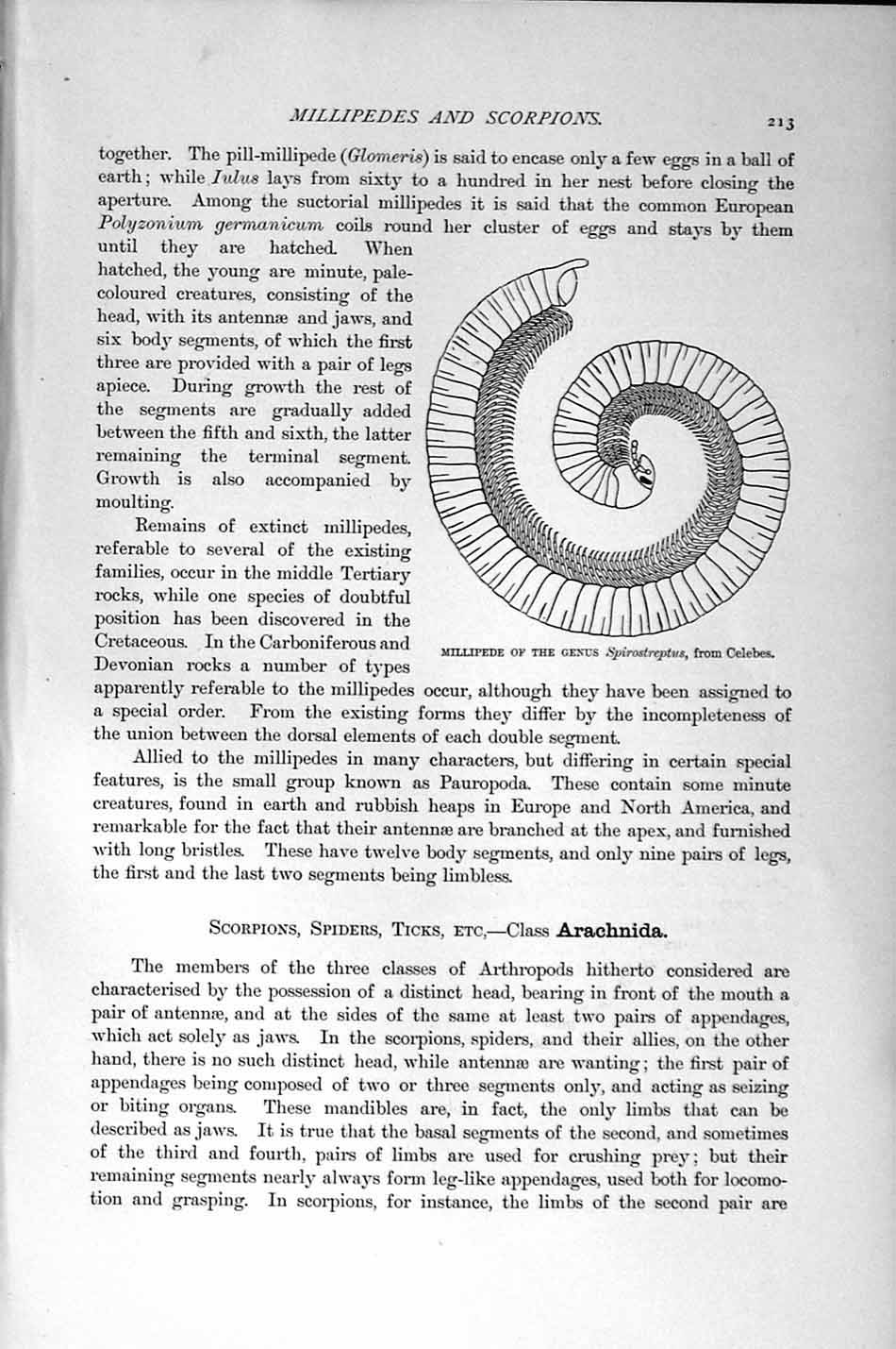 Original Old Antique Print Natural History 1896 Millipede Genus Celebes 19th