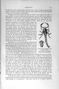 Original Old Antique Print Natural History 1896 African Rock Scorpion Spanish