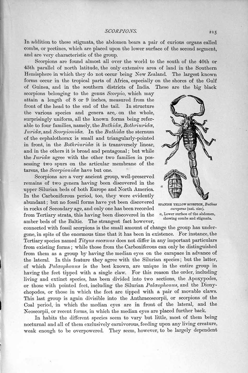 Original Old Antique Print Natural History 1896 African Rock Scorpion Spanish