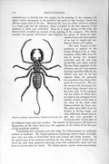 Original Old Antique Print Natural History 1896 Bornean Whip Scorpian Insects