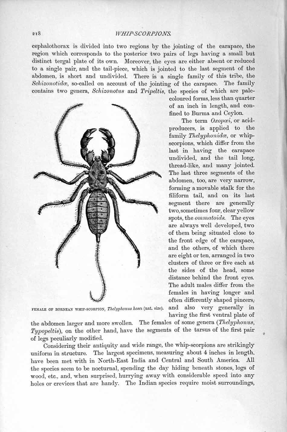 Original Old Antique Print Natural History 1896 Bornean Whip Scorpian Insects