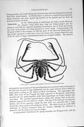 Original Old Antique Print Natural History 1896 African Tailless Whip Scorpion