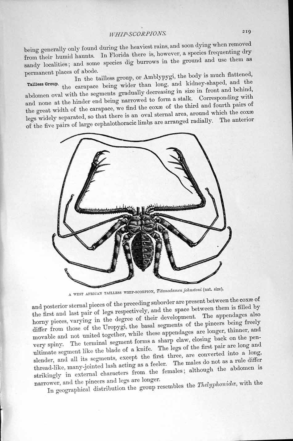 Original Old Antique Print Natural History 1896 African Tailless Whip Scorpion