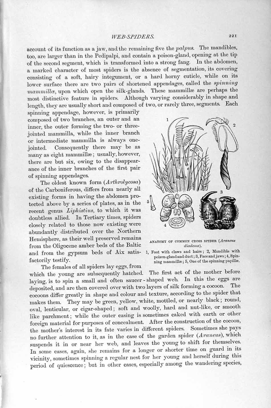 Old Antique Print Natural History 1896 Common Cross Spider Wolf Drassus 19th