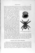 Original Old Antique Print Jamaica Trap Door Spider Nest Natural History 1896