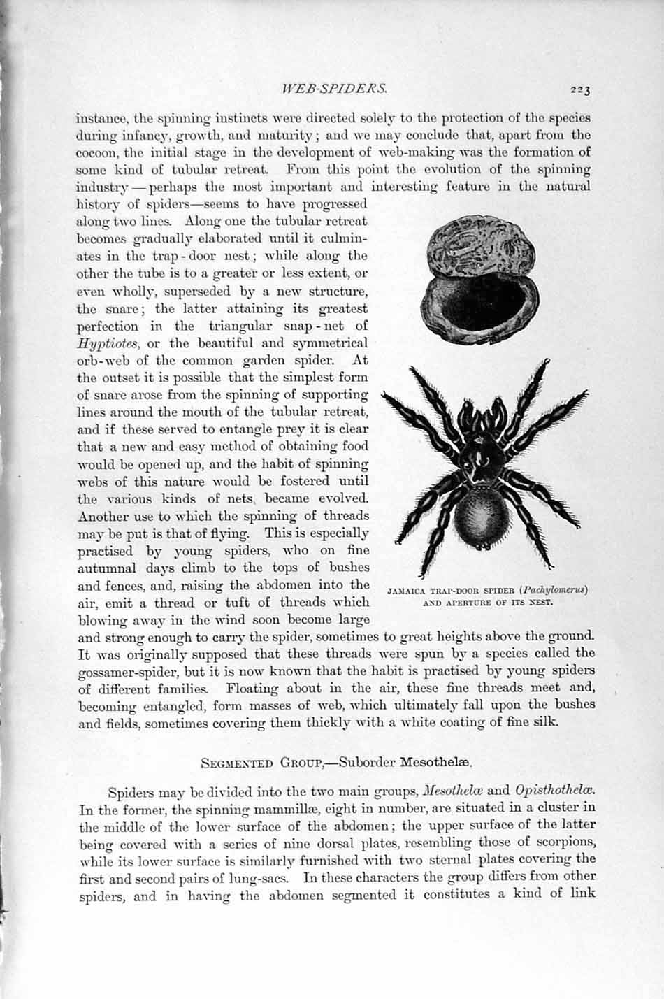 Original Old Antique Print Jamaica Trap Door Spider Nest Natural History 1896