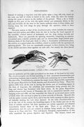 Original Old Antique Print Field-Spider House Natural History 1896 Insects 19th
