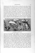 Original Old Antique Print Natural History 1896 Water Spiders Nests Web Insects